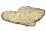 Dinosaur (Triceratops) Frill Shield Section - Montana #347973-1
